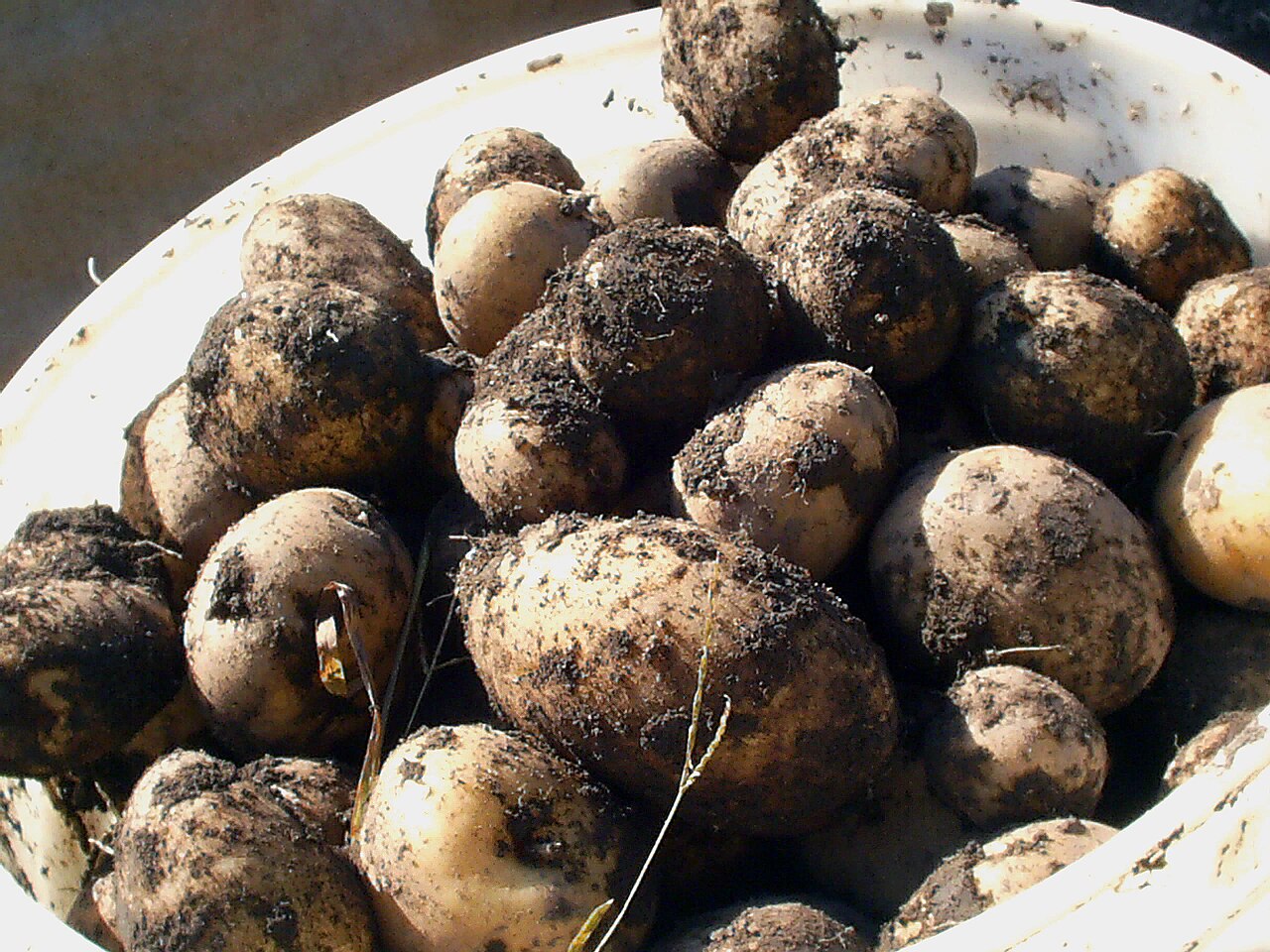 Potato 1kg (आलु)
