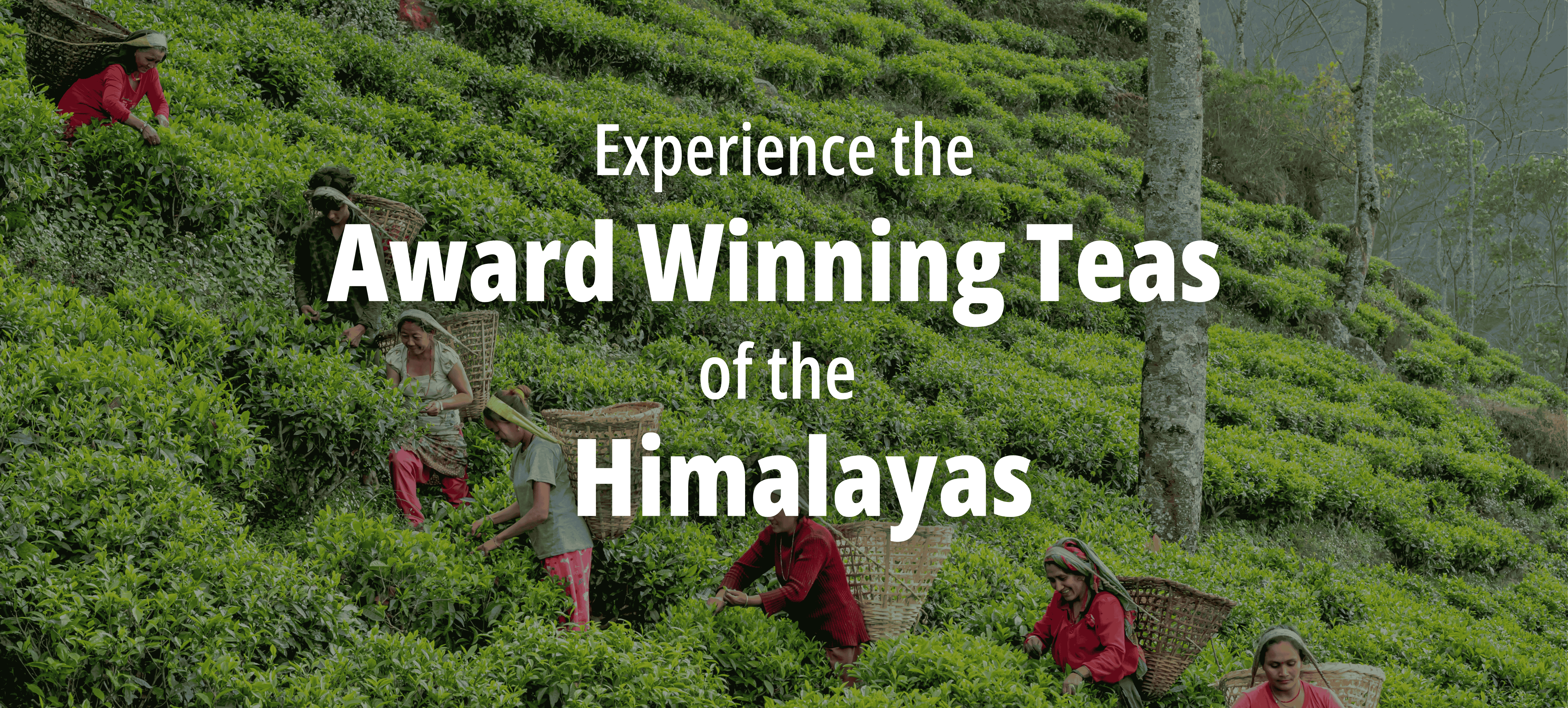 Nepal Tea Collective banner